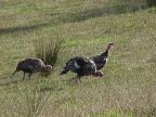 624 Wild Turkeys.JPG (161 KB)